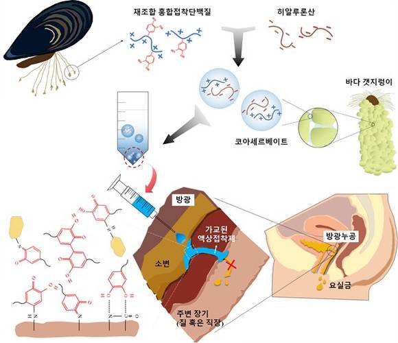 ▲ 홍합 접착단백질 기반 의료용 수중접착제 결합기작.ⓒ해수부