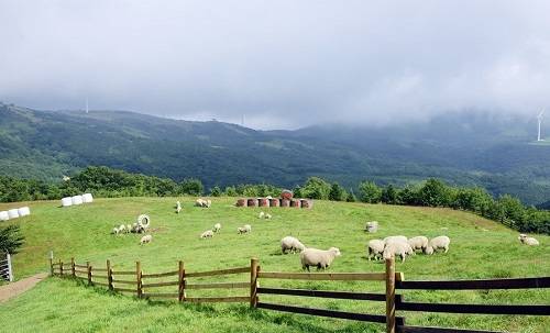 ▲ 삼양식품이 총수일가의 소유인 대관령삼양목장에 20억원 상당의 차량과 인력을 무상지원해오다 공정위로부터 제재를 받게됐다 ⓒ대관령목장 홈페이지 캡처