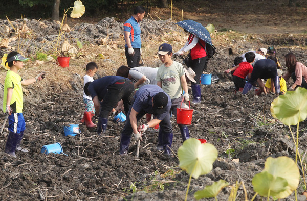 ▲ 제54회 물레방아골 축제에서 관광객들이 연뿌리캐기 체험을 하고 있다 함양군 ⓒ뉴데일리