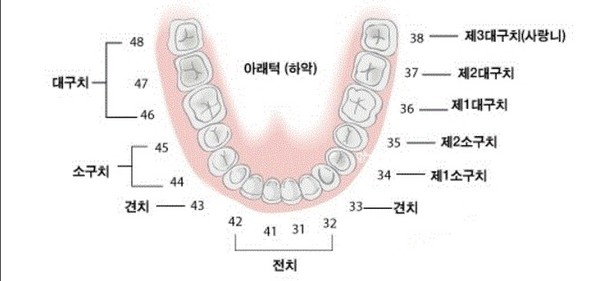 ▲ 치아번호 설명자료. ⓒ 출처 blog.naver.com/yulmotree