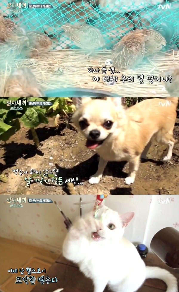 ▲ ⓒ삼시세끼 방송캡쳐