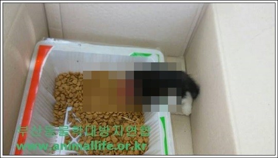 ▲ ⓒ부산동물학대방지연합
