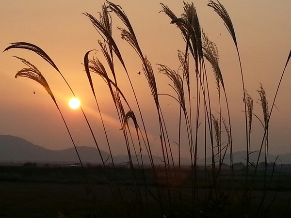 ▲ 경기도 화성의 제부도 가을. 갈대 사이로 살짝 드리워진 태양이 가을의 정취를 만끽할수 있도록 한다. ⓒ뉴데일리 스타 황용희