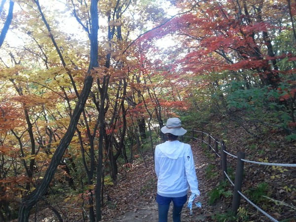 ▲ 오늘의 날씨, 일교차에 울고, 멋진단풍에 울고. 북한산 보국문 주변 단풍이 절정이다. ⓒ뉴데일리스타