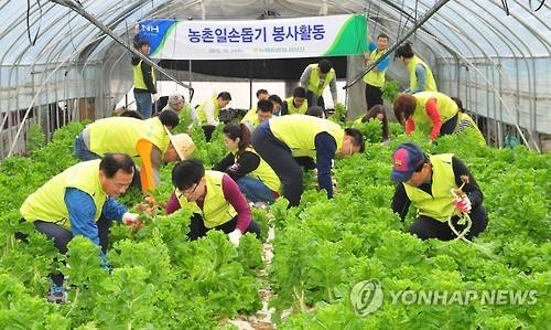 ▲ 농협중앙회 홍보실 직원들이 상추대 정리작업을 벌이고 있다ⓒ