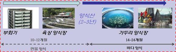 ▲ 연어 양식 과정.ⓒ해수부