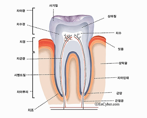 ▲ 치아의 구조. ⓒ 네이버 두산백과 캡쳐