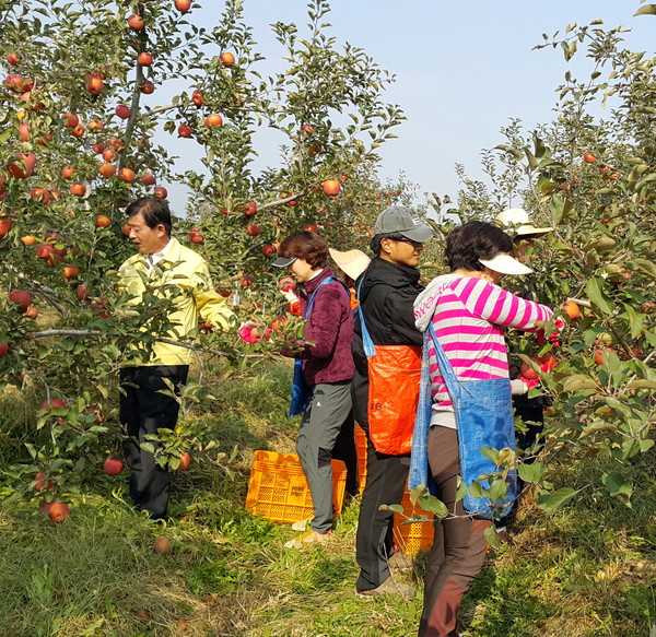 ▲ 충주시 신니면사무소 직원들과 유관단체가 과수원에서 사과 따기 농촌 일손돕기를 하고 있다.사진제공=충주시
