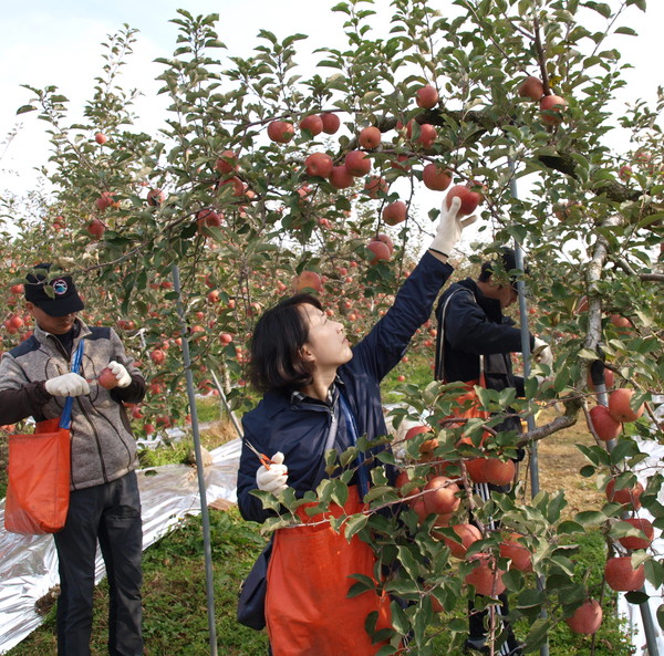 ▲ 국방부 직원들이 충주시 주덕읍 유동마을에서 사과 따기 농촌 일손 돕기를 하고 있다. 사진제공=충주시