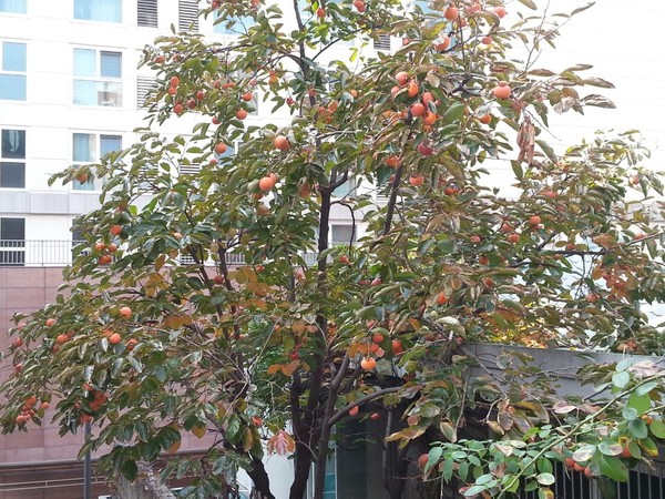 ▲ 기상청, 오늘날씨 맑고 선선한 도심의 가을, 서울 강남 한폭판에서 가을을 즐길수 있다.ⓒ뉴데일리 스타 황용희