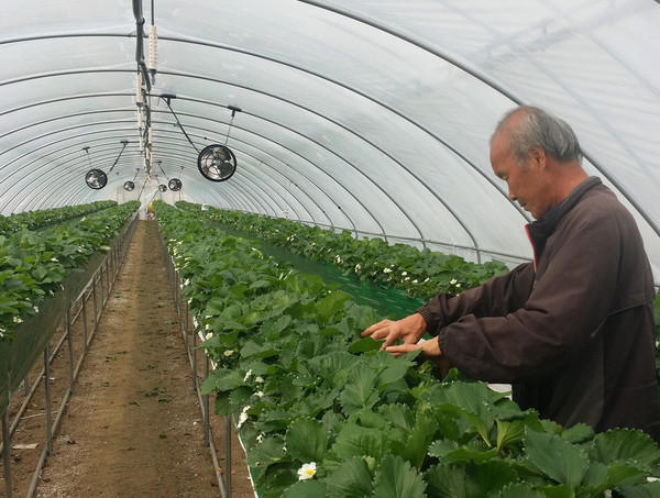 ▲ 하이베드 딸기재배 시범농가 모습. 사진제공=제천시