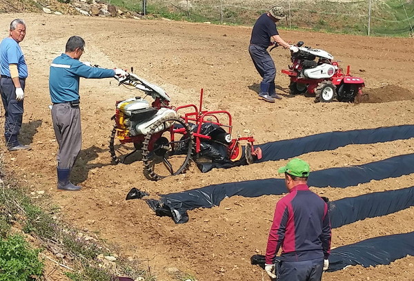 ▲ 단양군 농기계인력지원단이 홀로 사는 노인 밭에서 비닐쒸우기를 돕고 있다.사진제공=단양군