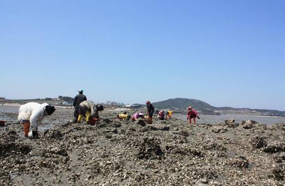 ▲ 갯벌어업.ⓒ해수부