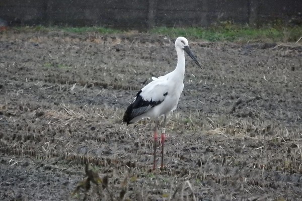 ▲ 한국교원대가 방사한 황새. 사진제공 교원대 ⓒ뉴데일리