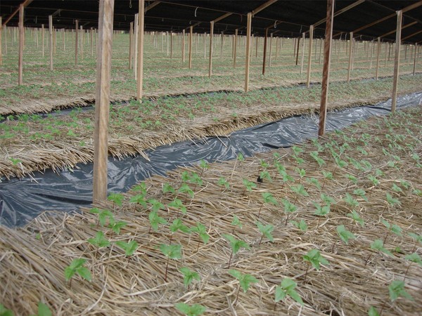 ▲ 사진은 인삼 논 직파재배 1년근 생육.ⓒ뉴데일리