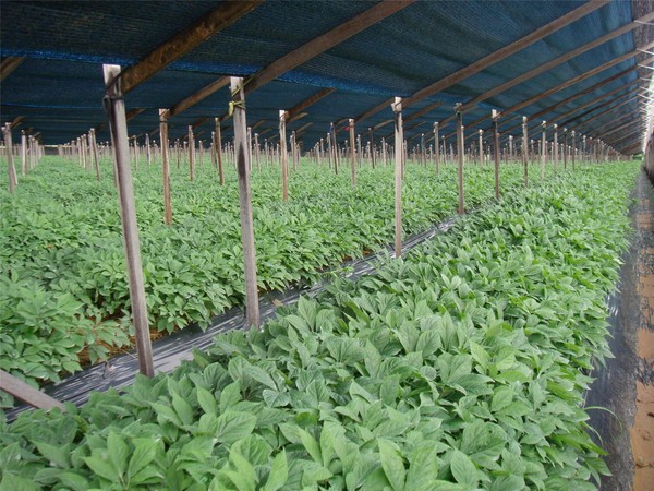 ▲ 사진은 인삼 논 직파재배 2년근 생육.ⓒ뉴데일리