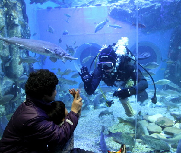 ▲ 아쿠아리움을 찾은 어린이가 잠수부와 반가운 인사를 하고 있다.사진제공=단양군