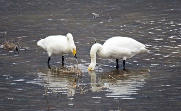 ▲ 지난달 28일 충북 보은 속리산국립공원 내 삼가저수지에 공원지정 이후 처음으로 천연기념물(201-2호)이자 멸종위기야생동물(Ⅱ급)인 큰고니 10마리가 날아와 월동하고 있다. 사진은 먹이활동 중인 큰고니.  ⓒ뉴데일리