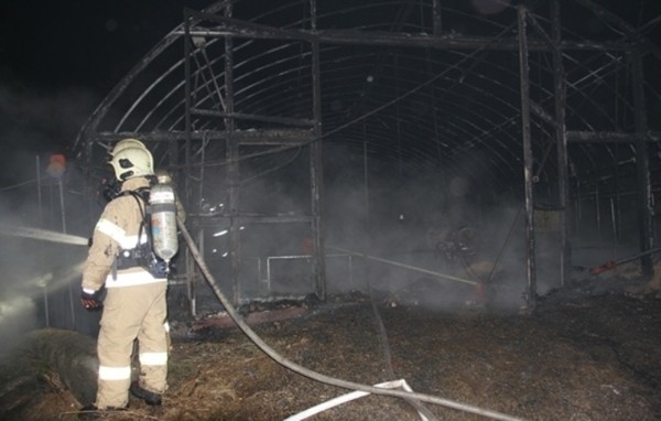 ▲ 13일 오후9시40분쯤 충북 음성군 원남면의 한 양계장에서 화재가 발생해 병아리 1만2000여마리가 죽었다.  ⓒ뉴데일리