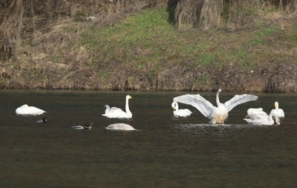 ▲ 충북 옥천관내 금강상류에서 청둥오리와 함께 겨울을 나고 있는 큰고니(학명 Cygnus·천연기념물 제201-2호)가족.  ⓒ뉴데일리