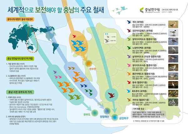 ▲ 충남연구원이 제작한 ‘세계적으로 보전해야 할 충남의 주요 철새’ 인포그래픽 철새 14호. ⓒ뉴데일리