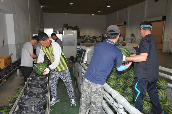 ▲ 충북진천 이월농협 수박출하 모습.ⓒ뉴데일리