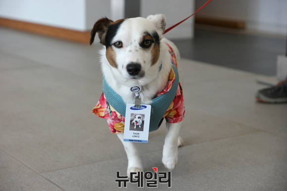 ▲ 삼성전자 SRA(Samsung Research America)에서 만난 강아지 패트롤 토르 렌츠. ⓒ뉴데일리 윤진우 기자