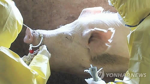 ▲ 구제역 검사중인 돼지.ⓒ연합뉴스