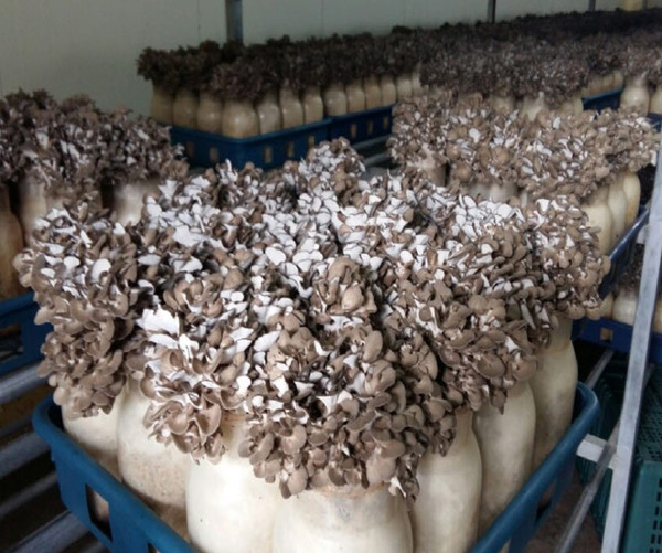 ▲ 종균배양센터 배양실에서 자란 '잎새버섯'ⓒ충주시