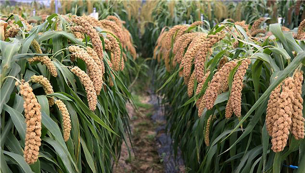 ▲ 청풍메조. ⓒ충북도농업기술원