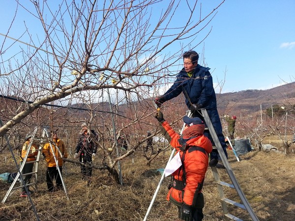 ▲ 청도군은 과수 농가의 경쟁력 확보를 위해 ‘2016년 과수기능실기반 교육’을 실시하고 있다. ⓒ청도군 제공