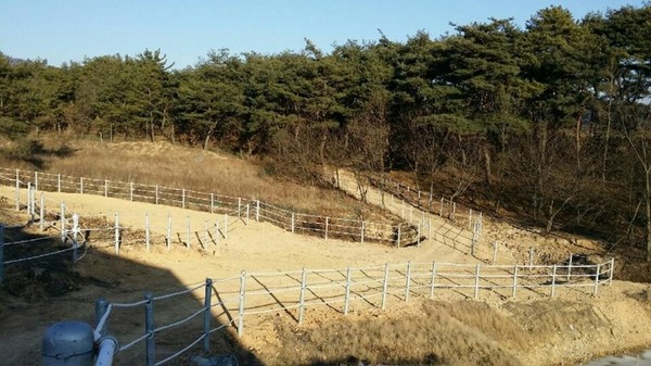 ▲ 영천시가 지난 2009년 개장한 영천운주산승마자연휴양림에 소나무 승마숲길을 조성해 시선을 사로잡고 있다. ⓒ영천시 제공