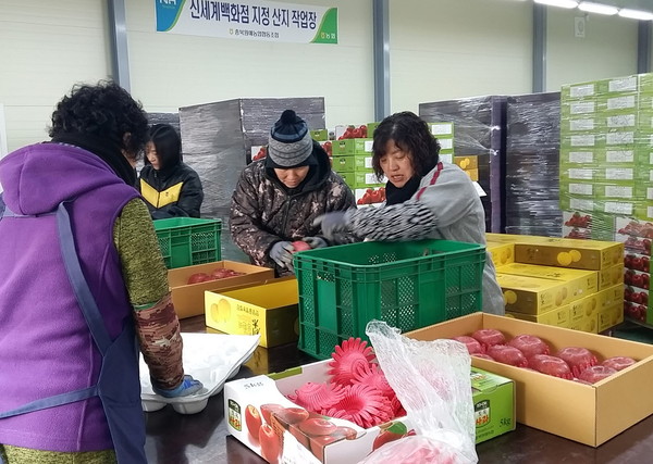 ▲ 과수농가들이 신세계백화점에 납품할 사과를 선별하고 있다ⓒ충주시
