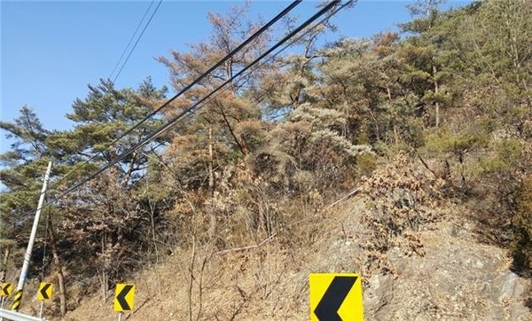 ▲ 사진은 재선충에 감연된 소나무ⓒ충북도