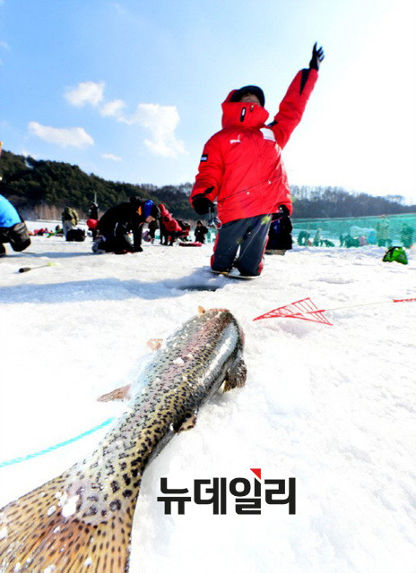 ▲ 평창 송어축제장에서 한 관광객이 송어를 낚고 있다.ⓒ평창송어축제 홈페이지