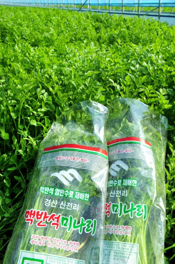 ▲ 경산 남천 맥반석 미나리가 본격 출하되면서 봄철 입맛을 돋우고 있다. ⓒ경산시 제공