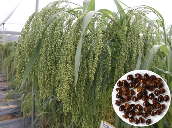 ▲ 충북도농업기술원이 개발한 청풍찰기장.ⓒ충북도농업기술원