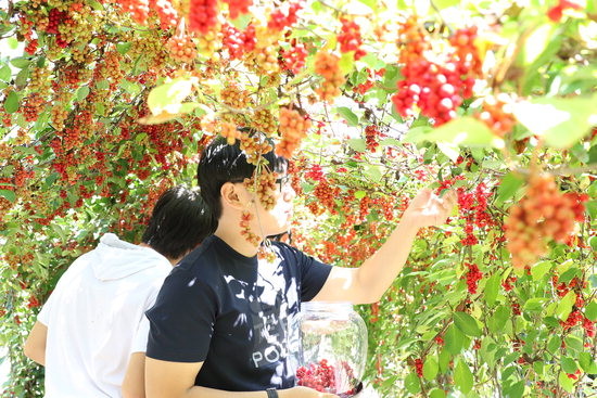 ▲ 지난해 도시민들이 단양의 한 오미자 농장에서 오미자따기 체험을 하고 있는 모습ⓒ단양군