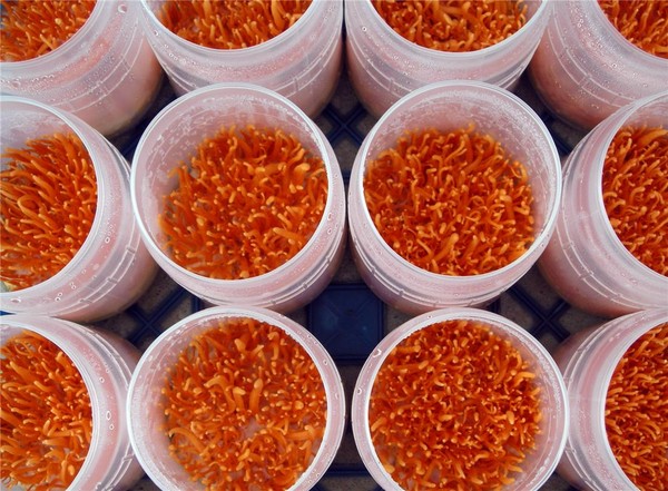 ▲ 동충하초 신품종 ‘도원홍초’.ⓒ충남도