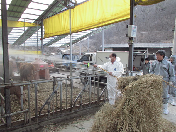 ▲ 류한우 단양군수가 21일 단양군 가곡면 가대리 한우사육장을 찾아 방역을 하고 있다ⓒ단양군