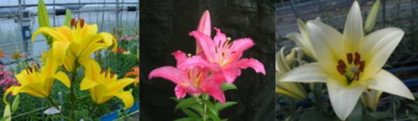 ▲ 이번에 분양이 실시되는 백합 신품종은 ‘리틀핑크’, ‘크림벨’, ‘옐로우썬’ 3품종 ⓒ충남도