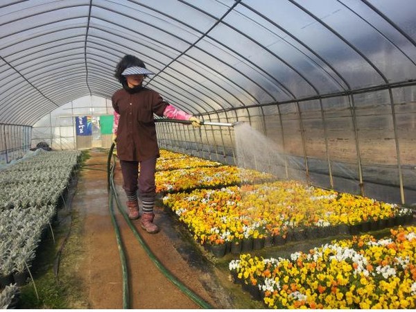 ▲ 대구수목원은 팬지 등 9종, 29만 포기 봄꽃을 대구 8개 구군을 비롯한 공공기관에 분양할 계획이다.ⓒ대구시 제공