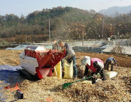 ▲ 지난해 단양군농기계인력지원단이 탈곡기로 콩을 터는 모습ⓒ단양군