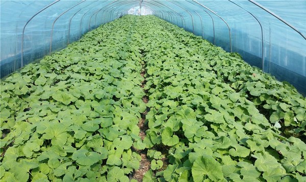 ▲ ‘바이러스 걱정 끝’ 머위 무병묘ⓒ충남도