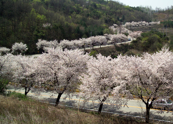 ▲ 지난해 제천 청풍호 벚꽃축제 기간 도로에 만발한 벚꽃 모습ⓒ제천시