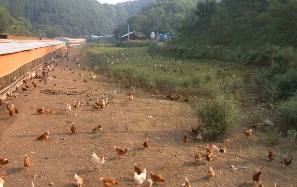 ▲ 동물복지 농장에서 사육 중인 닭들 모습ⓒ단양군