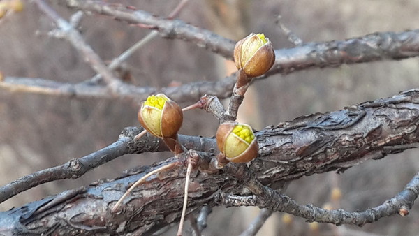 ▲ 충북지방은 4일 대체로 흐리고 포근한 가운데 20~60㎜의 봄비가 내릴 것으로 보이며 이번비는 주말까지 이어질 전망이다.ⓒ김종혁 기자
