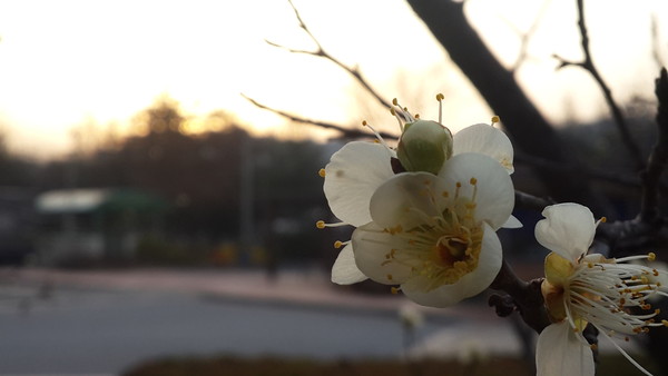 ▲ 7일 청주시 가경동에 매화가 활짝펴 봄을 이끌고 있다.ⓒ김종혁 기자