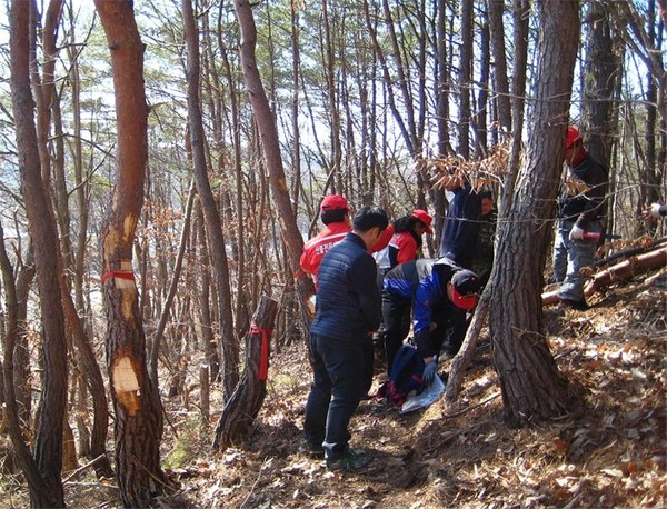 ▲ 영동군은 8일 소나무 재선충병이 발생한 산에서 벌목 및 시료를 채취하고 있다. ⓒ영동군