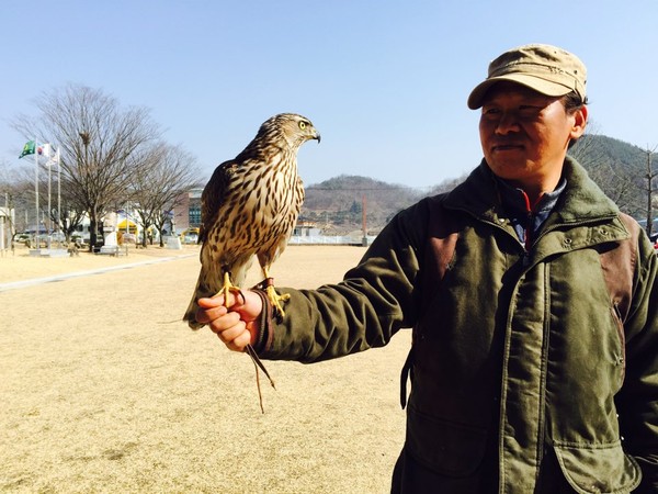 ▲ 매사냥 시연을 보이고 있는 이기복 응사. ⓒ청도군 제공